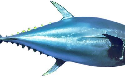 Tuna Fish Insanity