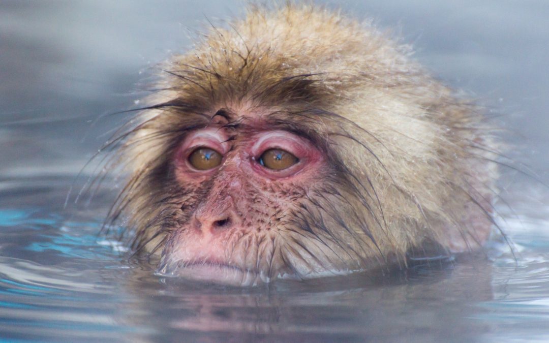 Snow Monkeys Of Hell’s Valley