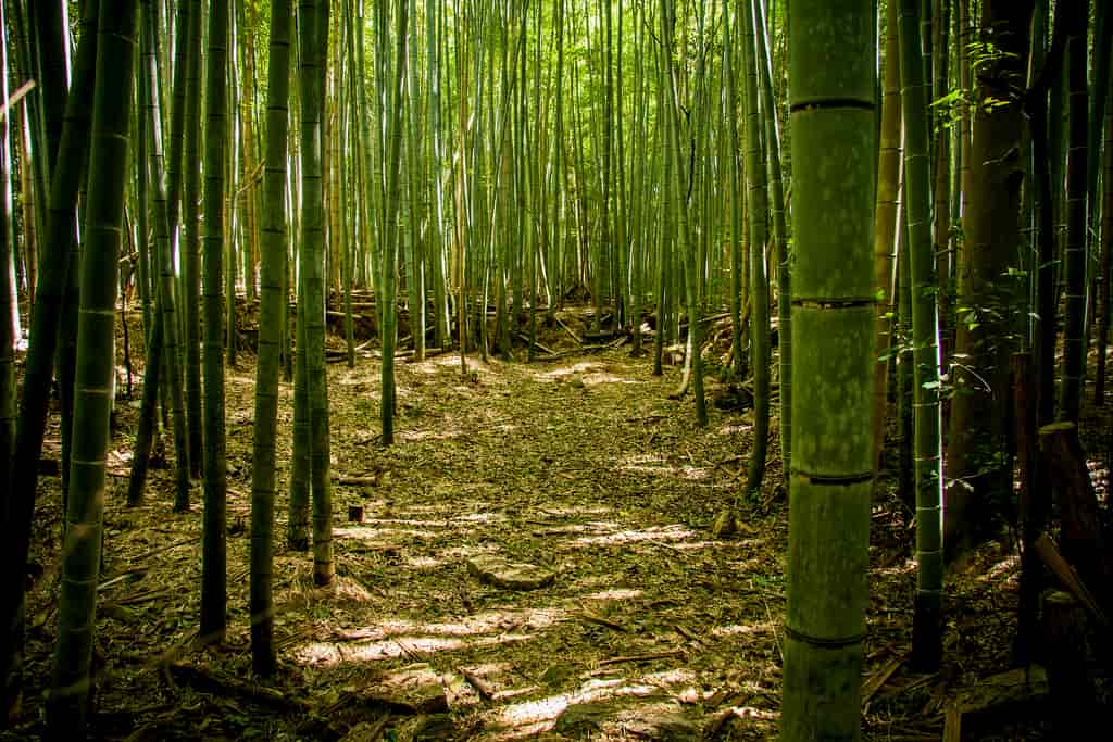 wabi-sabi-bamboo-forest