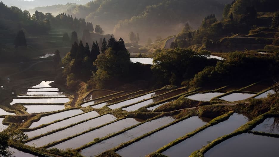 Rice Fields in Japan - Land Of The Rising Son