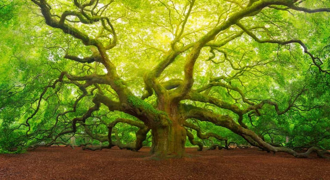 Mr. Big Tree