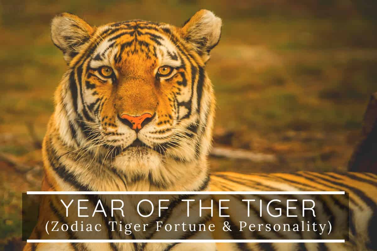 Year-of-the-Tiger - Land Of The Rising Son