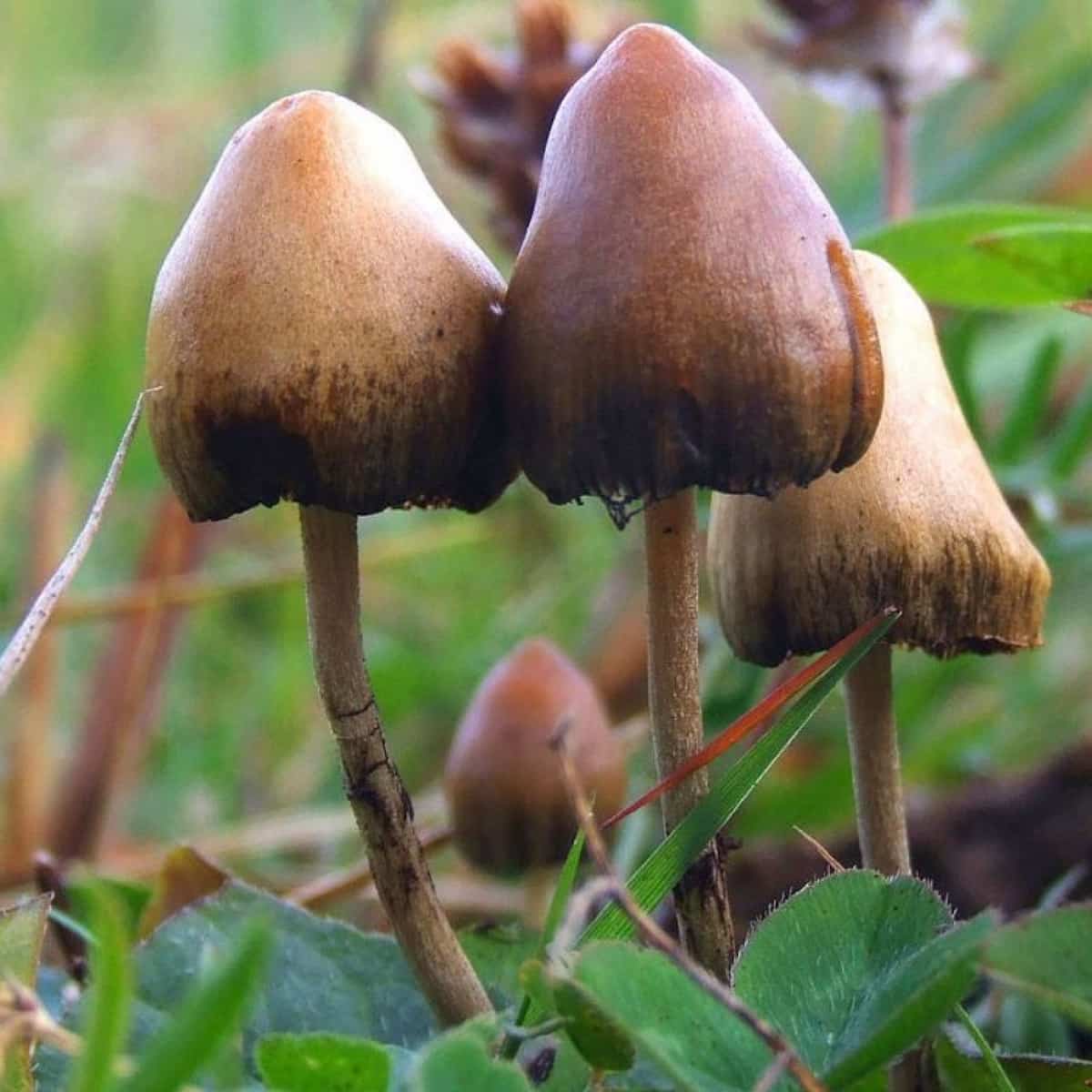 Psilocybin Mushrooms Medicinal Research John Hopkins - Land Of The Rising Son