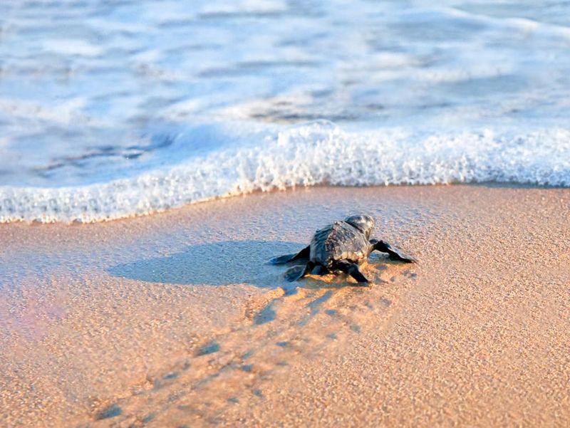 baby sea turtle - Land Ωf The Rising SΩN - cybersensei